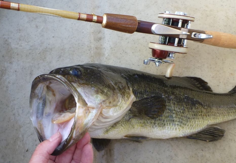 Daiwa TD Zillion & Cousin Collection - Fishing Rods, Reels